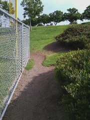 Sylvilagus audubonii