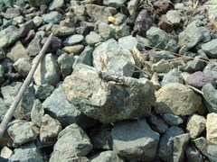 Oedipoda germanica meridionalis