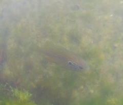 Lepomis gibbosus