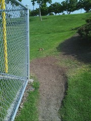 Sylvilagus audubonii