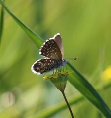 Brephidium metophis