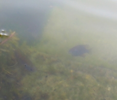 Lepomis gibbosus