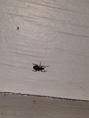 Otiorhynchus meridionalis