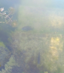 Lepomis gibbosus