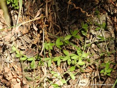 Galium rotundifolium