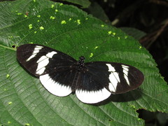 Heliconius eleuchia eleuchia