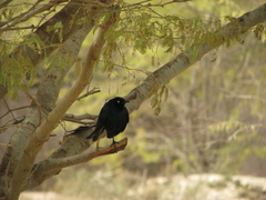 Lamprotornis caudatus