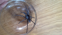 Hemirrhagus chilango