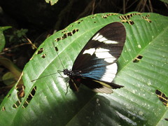 Heliconius eleuchia eleuchia