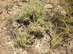 Lavandula pedunculata