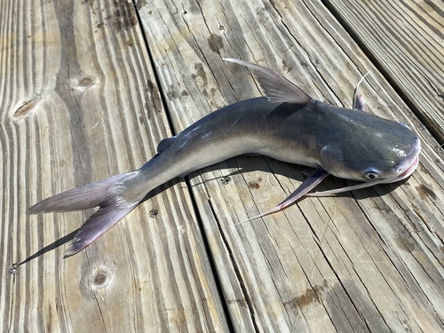 Cat fish (Bagre marinus) — Ariidae