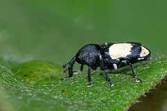 Rhaptinus quadrimaculatus