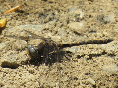 Williamsonia lintneri