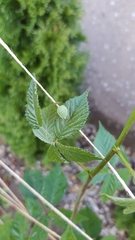 Palomena prasina