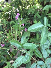 Desmodium incanum