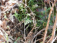 Asplenium adiantum-nigrum