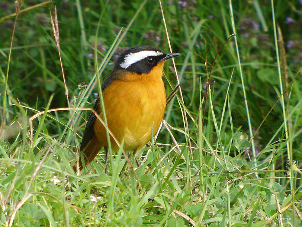 Rüppell's Robin-Chat