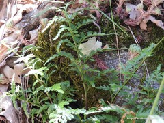 Asplenium adiantum-nigrum