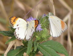 Colotis antevippe antevippe