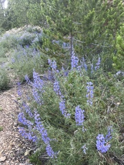 Lupinus caudatus