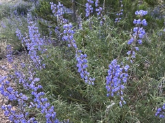 Lupinus caudatus