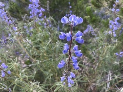 Lupinus caudatus