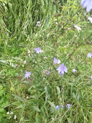 Cichorium intybus