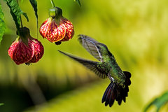 Anthracothorax dominicus