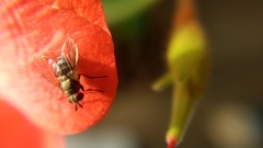 Calyptratae