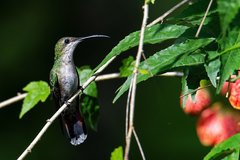 Anthracothorax dominicus
