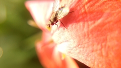 Calyptratae