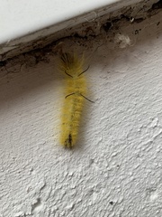 Acronicta americana
