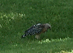 Buteo lineatus