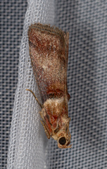Acrobasis tumidana