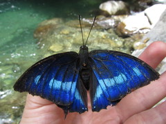 Polygrapha cyanea silvaorum