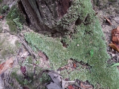 Leucobryum aduncum