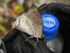 Polygrapha cyanea silvaorum