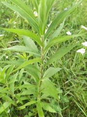 Solidago canadensis