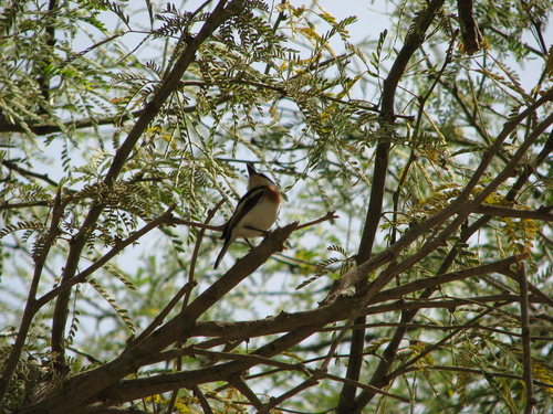 Senegal Batis (Batis senegalensis), photo 4