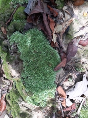 Leucobryum aduncum