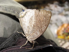 Polygrapha cyanea silvaorum