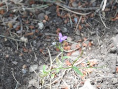 Campanula matritensis