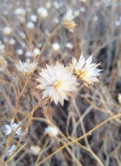 Andropogon bicornis