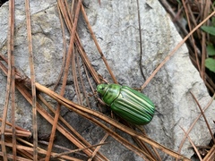 Chrysina