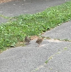 Coturnix japonica