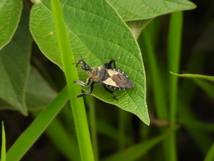 Apiomerus lanipes