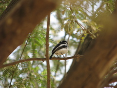 Batis senegalensis
