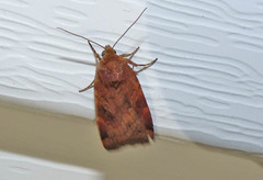 Cryptocala acadiensis