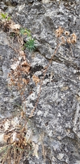 Campanula sibirica taurica