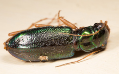 Tetracha virginica